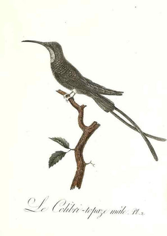 Reproducción/Reproduction 8596833227: Histoire naturelle et générale des colibris, oiseaux-mouches, jacamars et promerops /. A Paris,chez Desray,an XI=1802.