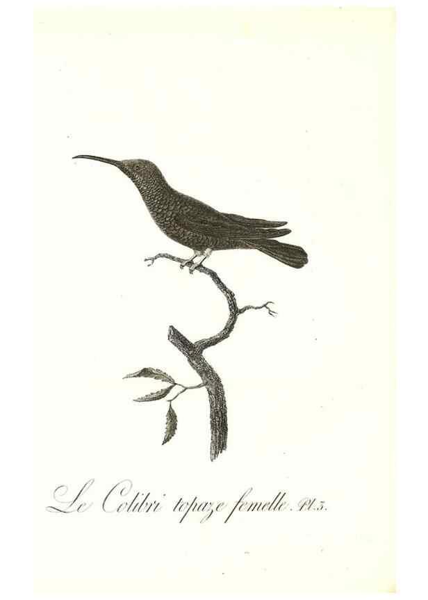 Reproducción/Reproduction 8597937206: Histoire naturelle et générale des colibris, oiseaux-mouches, jacamars et promerops /. A Paris,chez Desray,an XI=1802.