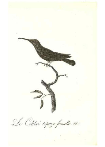 Reproducción/Reproduction 8597937206: Histoire naturelle et générale des colibris, oiseaux-mouches, jacamars et promerops /. A Paris,chez Desray,an XI=1802.