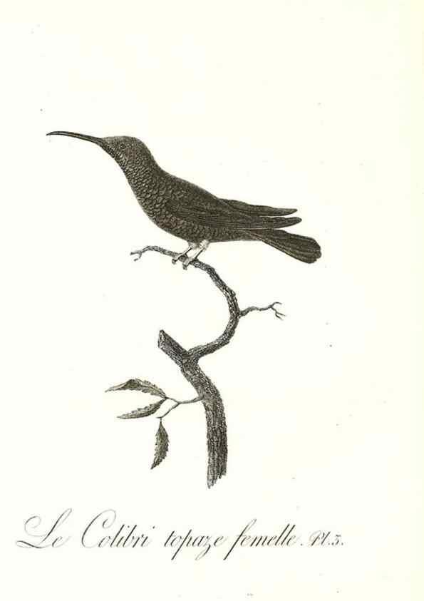 Reproducción/Reproduction 8597937206: Histoire naturelle et générale des colibris, oiseaux-mouches, jacamars et promerops /. A Paris,chez Desray,an XI=1802.