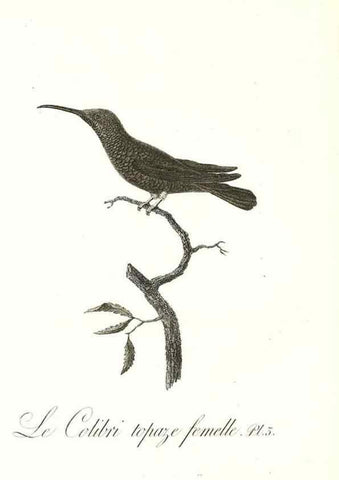 Reproducción/Reproduction 8597937206: Histoire naturelle et générale des colibris, oiseaux-mouches, jacamars et promerops /. A Paris,chez Desray,an XI=1802.