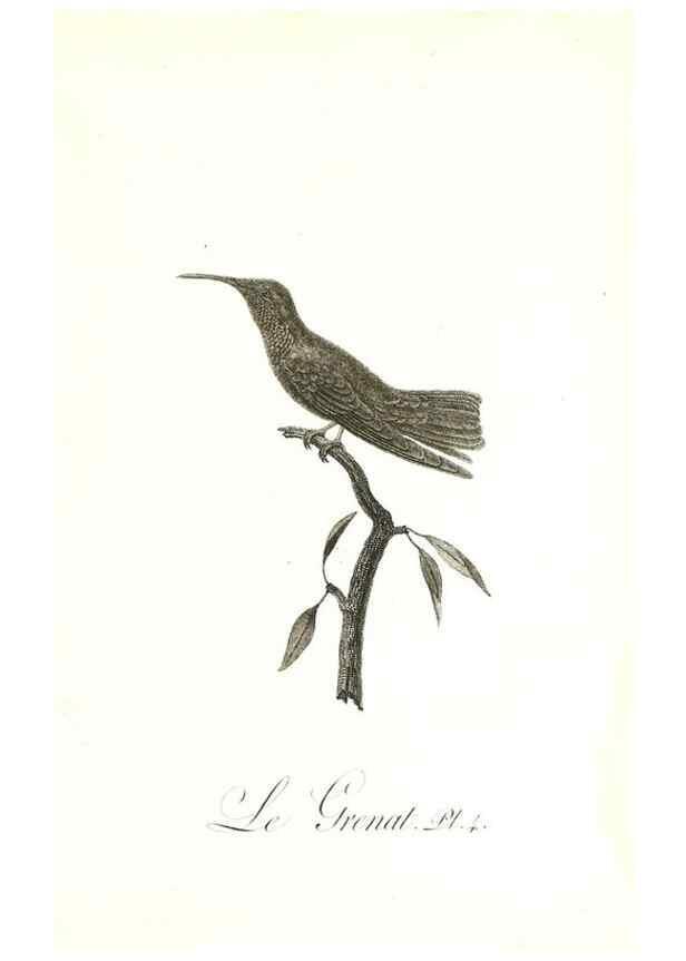 Reproducción/Reproduction 8597937522: Histoire naturelle et générale des colibris, oiseaux-mouches, jacamars et promerops /. A Paris,chez Desray,an XI=1802.