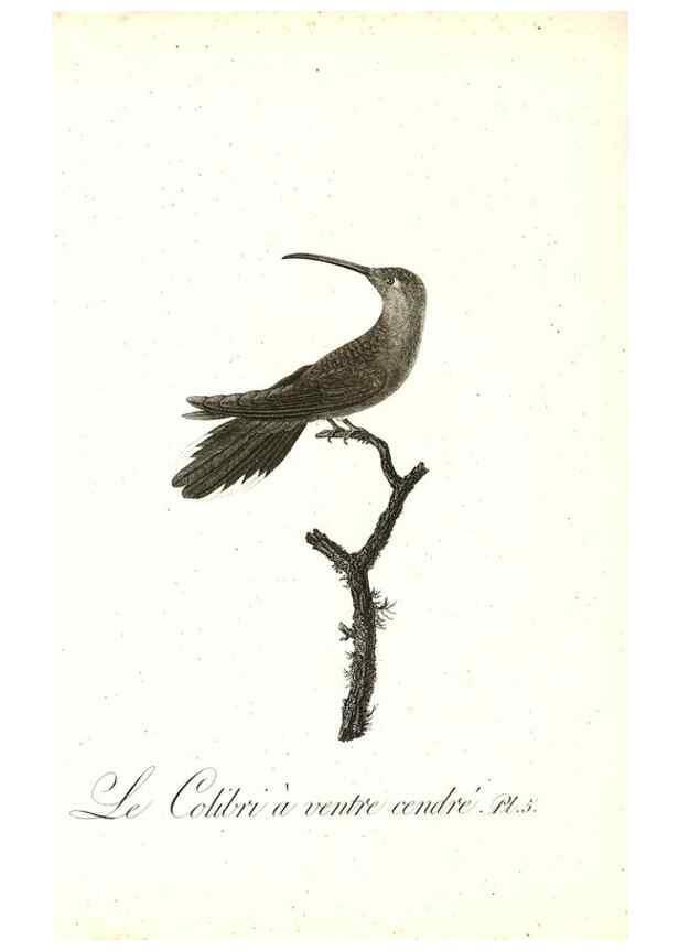 Reproducción/Reproduction 8596834695: Histoire naturelle et générale des colibris, oiseaux-mouches, jacamars et promerops /. A Paris,chez Desray,an XI=1802.