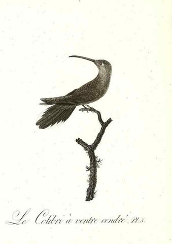 Reproducción/Reproduction 8596834695: Histoire naturelle et générale des colibris, oiseaux-mouches, jacamars et promerops /. A Paris,chez Desray,an XI=1802.