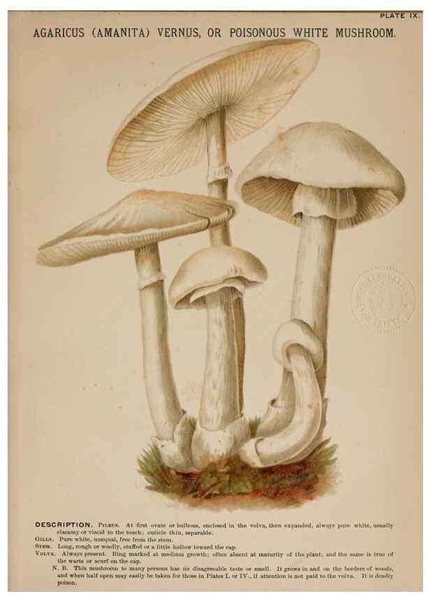 Reproducción/Reproduction 8597824676: Mushrooms of America,. Boston,L. Prang & Co.[1885]