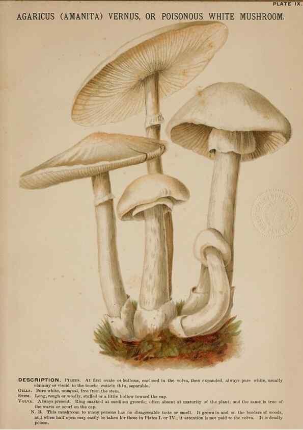 Reproducción/Reproduction 8597824676: Mushrooms of America,. Boston,L. Prang & Co.[1885]