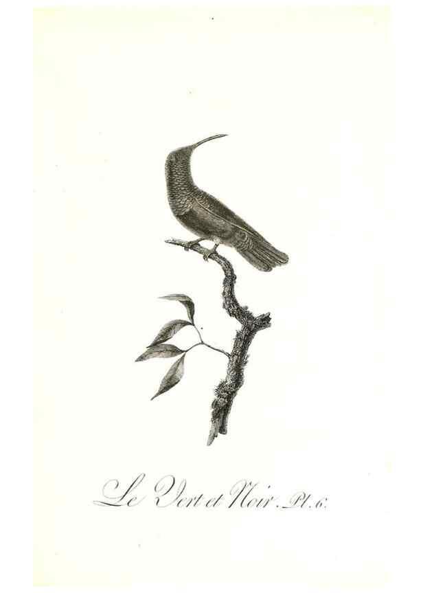 Reproducción/Reproduction 8597938646: Histoire naturelle et générale des colibris, oiseaux-mouches, jacamars et promerops /. A Paris,chez Desray,an XI=1802.