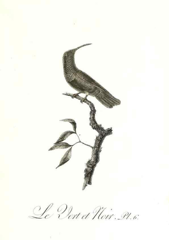 Reproducción/Reproduction 8597938646: Histoire naturelle et générale des colibris, oiseaux-mouches, jacamars et promerops /. A Paris,chez Desray,an XI=1802.