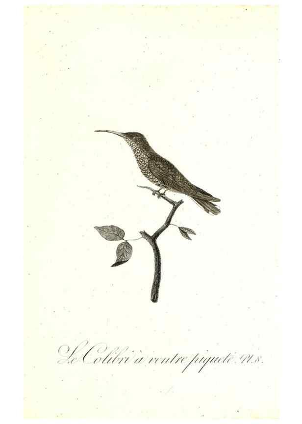 Reproducción/Reproduction 8597939286: Histoire naturelle et générale des colibris, oiseaux-mouches, jacamars et promerops /. A Paris,chez Desray,an XI=1802.