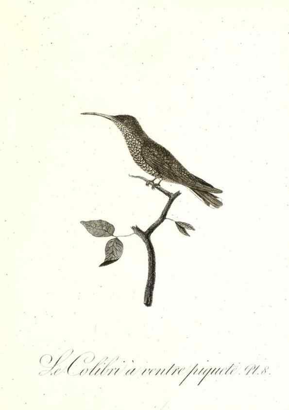 Reproducción/Reproduction 8597939286: Histoire naturelle et générale des colibris, oiseaux-mouches, jacamars et promerops /. A Paris,chez Desray,an XI=1802.
