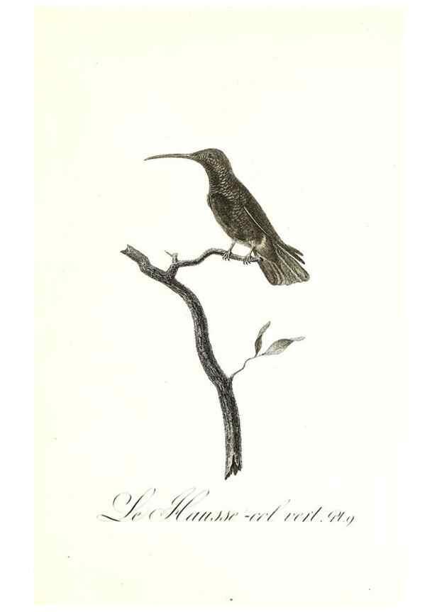 Reproducción/Reproduction 8597939682: Histoire naturelle et générale des colibris, oiseaux-mouches, jacamars et promerops /. A Paris,chez Desray,an XI=1802.