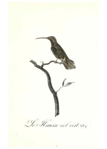 Reproducción/Reproduction 8597939682: Histoire naturelle et générale des colibris, oiseaux-mouches, jacamars et promerops /. A Paris,chez Desray,an XI=1802.