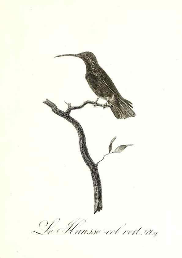 Reproducción/Reproduction 8597939682: Histoire naturelle et générale des colibris, oiseaux-mouches, jacamars et promerops /. A Paris,chez Desray,an XI=1802.
