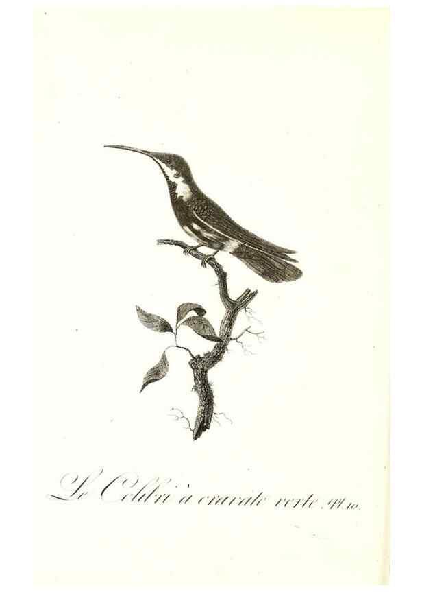 Reproducción/Reproduction 8596836607: Histoire naturelle et générale des colibris, oiseaux-mouches, jacamars et promerops /. A Paris,chez Desray,an XI=1802.