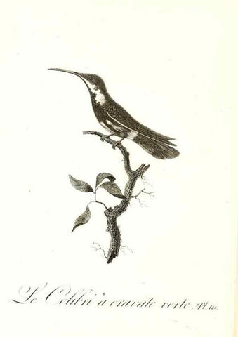 Reproducción/Reproduction 8596836607: Histoire naturelle et générale des colibris, oiseaux-mouches, jacamars et promerops /. A Paris,chez Desray,an XI=1802.