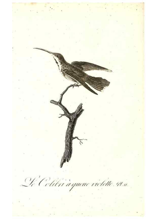 Reproducción/Reproduction 8597940452: Histoire naturelle et générale des colibris, oiseaux-mouches, jacamars et promerops /. A Paris,chez Desray,an XI=1802.