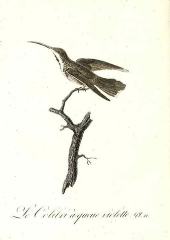 Reproducción/Reproduction 8597940452: Histoire naturelle et générale des colibris, oiseaux-mouches, jacamars et promerops /. A Paris,chez Desray,an XI=1802.