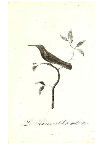 Reproducción/Reproduction 8597940808: Histoire naturelle et générale des colibris, oiseaux-mouches, jacamars et promerops /. A Paris,chez Desray,an XI=1802.