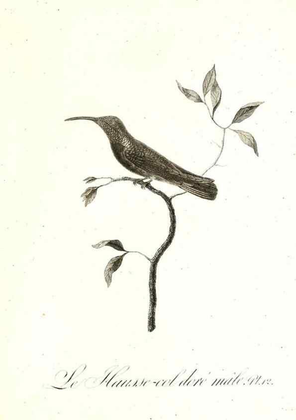 Reproducción/Reproduction 8597940808: Histoire naturelle et générale des colibris, oiseaux-mouches, jacamars et promerops /. A Paris,chez Desray,an XI=1802.
