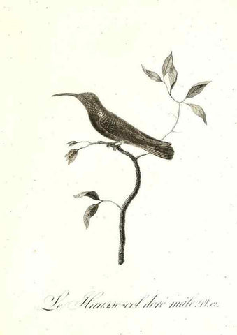 Reproducción/Reproduction 8597940808: Histoire naturelle et générale des colibris, oiseaux-mouches, jacamars et promerops /. A Paris,chez Desray,an XI=1802.