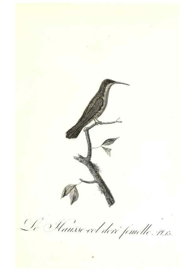 Reproducción/Reproduction 8597941166: Histoire naturelle et générale des colibris, oiseaux-mouches, jacamars et promerops /. A Paris,chez Desray,an XI=1802.