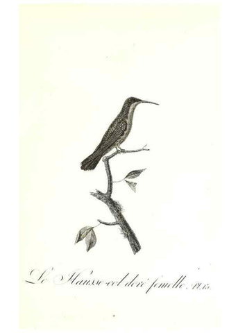 Reproducción/Reproduction 8597941166: Histoire naturelle et générale des colibris, oiseaux-mouches, jacamars et promerops /. A Paris,chez Desray,an XI=1802.