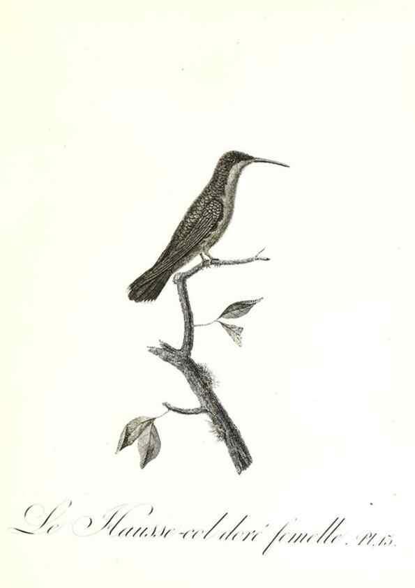 Reproducción/Reproduction 8597941166: Histoire naturelle et générale des colibris, oiseaux-mouches, jacamars et promerops /. A Paris,chez Desray,an XI=1802.