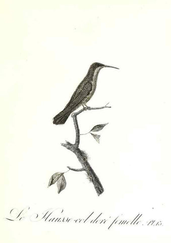 Reproducción/Reproduction 8597941166: Histoire naturelle et générale des colibris, oiseaux-mouches, jacamars et promerops /. A Paris,chez Desray,an XI=1802.