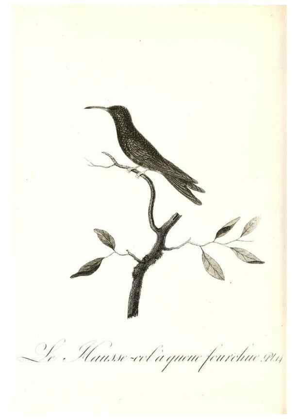 Reproducción/Reproduction 8597941406: Histoire naturelle et générale des colibris, oiseaux-mouches, jacamars et promerops /. A Paris,chez Desray,an XI=1802.