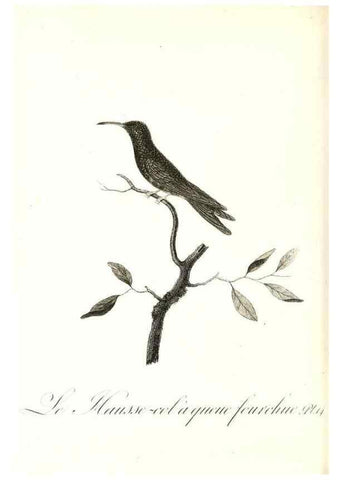 Reproducción/Reproduction 8597941406: Histoire naturelle et générale des colibris, oiseaux-mouches, jacamars et promerops /. A Paris,chez Desray,an XI=1802.