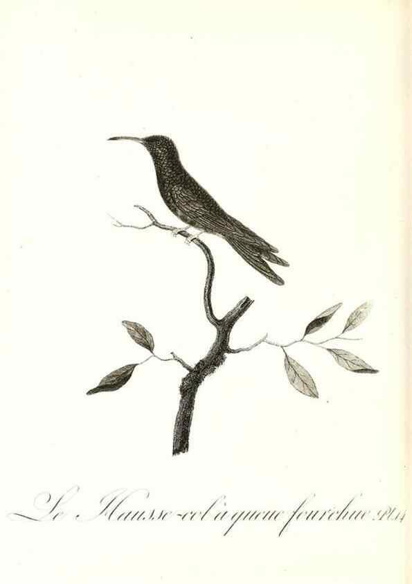 Reproducción/Reproduction 8597941406: Histoire naturelle et générale des colibris, oiseaux-mouches, jacamars et promerops /. A Paris,chez Desray,an XI=1802.