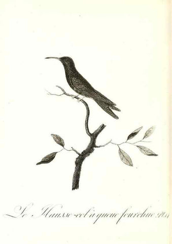 Reproducción/Reproduction 8597941406: Histoire naturelle et générale des colibris, oiseaux-mouches, jacamars et promerops /. A Paris,chez Desray,an XI=1802.