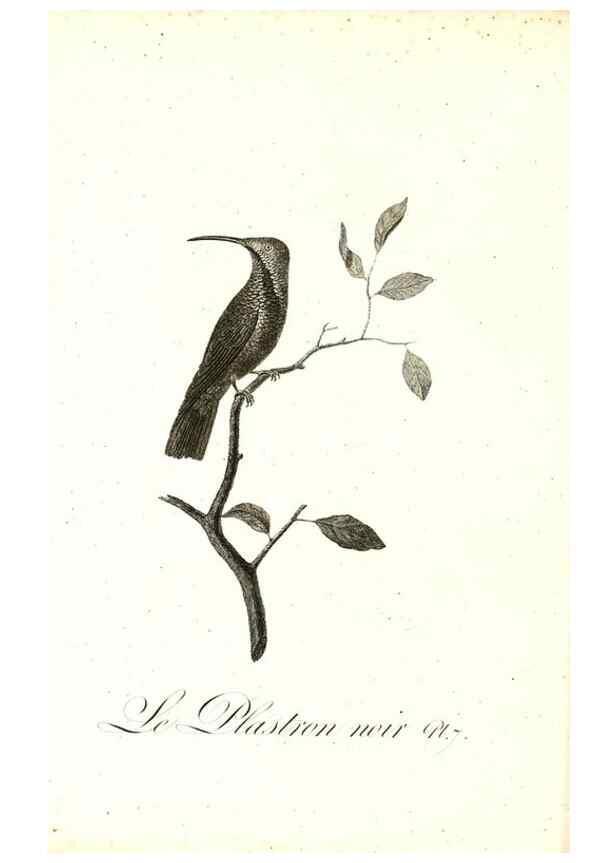 Reproducción/Reproduction 8597938964: Histoire naturelle et générale des colibris, oiseaux-mouches, jacamars et promerops /. A Paris,chez Desray,an XI=1802.
