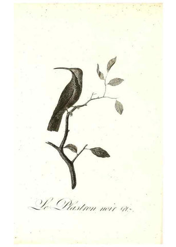 Reproducción/Reproduction 8597938964: Histoire naturelle et générale des colibris, oiseaux-mouches, jacamars et promerops /. A Paris,chez Desray,an XI=1802.