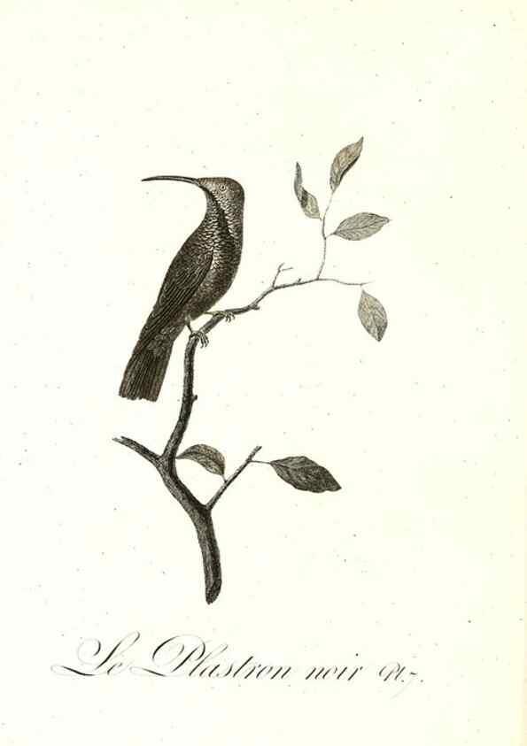 Reproducción/Reproduction 8597938964: Histoire naturelle et générale des colibris, oiseaux-mouches, jacamars et promerops /. A Paris,chez Desray,an XI=1802.