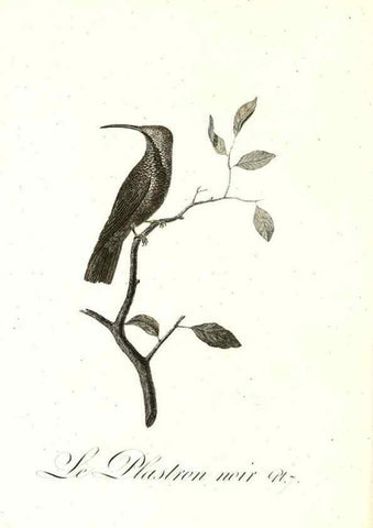 Reproducción/Reproduction 8597938964: Histoire naturelle et générale des colibris, oiseaux-mouches, jacamars et promerops /. A Paris,chez Desray,an XI=1802.
