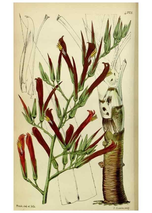 Reproducción/Reproduction 8600519660: Curtis's botanical magazine.. London ;New York [etc.] :Academic Press [etc.]
