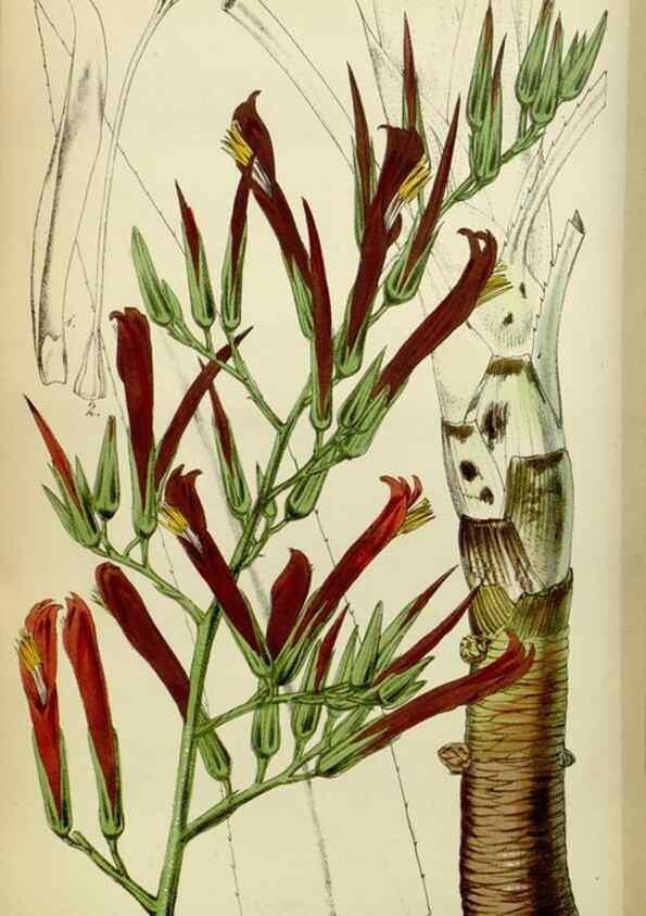 Reproducción/Reproduction 8600519660: Curtis's botanical magazine.. London ;New York [etc.] :Academic Press [etc.]