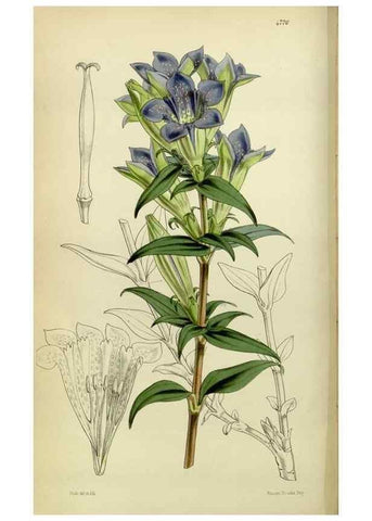 Reproducción/Reproduction 8600520488: Curtis's botanical magazine.. London ;New York [etc.] :Academic Press [etc.]