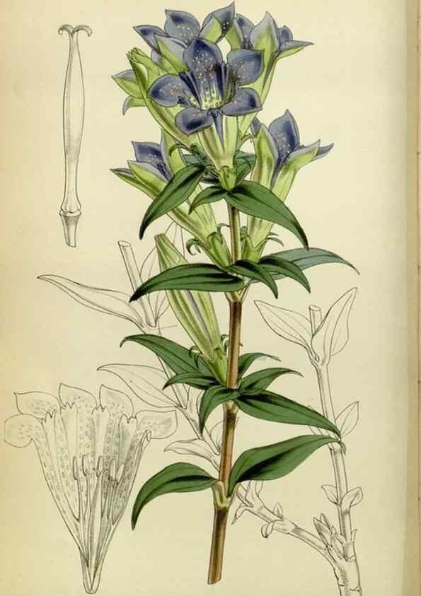 Reproducción/Reproduction 8600520488: Curtis's botanical magazine.. London ;New York [etc.] :Academic Press [etc.]