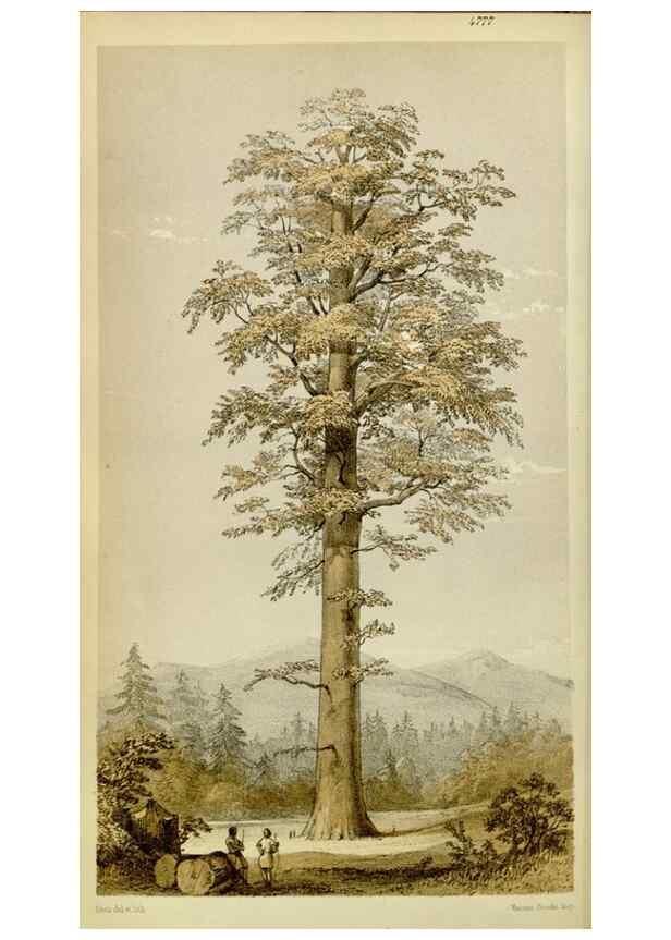 Reproducción/Reproduction 8600521598: Curtis's botanical magazine.. London ;New York [etc.] :Academic Press [etc.]