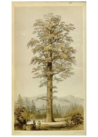 Reproducción/Reproduction 8600521598: Curtis's botanical magazine.. London ;New York [etc.] :Academic Press [etc.]