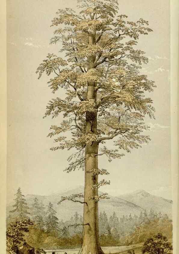 Reproducción/Reproduction 8600521598: Curtis's botanical magazine.. London ;New York [etc.] :Academic Press [etc.]