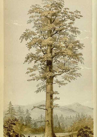 Reproducción/Reproduction 8600521598: Curtis's botanical magazine.. London ;New York [etc.] :Academic Press [etc.]