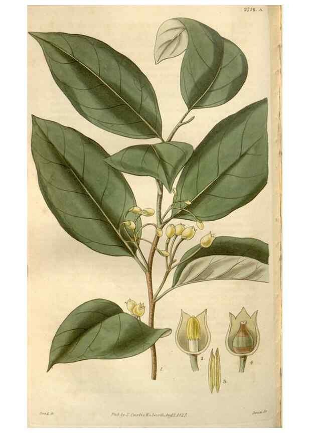 Reproducción/Reproduction 8611152420: Curtis's botanical magazine.. London ;New York [etc.] :Academic Press [etc.]