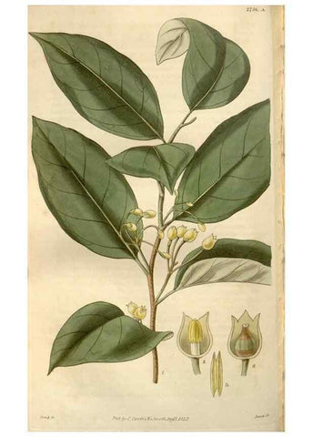 Reproducción/Reproduction 8611152420: Curtis's botanical magazine.. London ;New York [etc.] :Academic Press [etc.]
