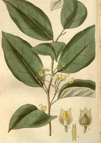 Reproducción/Reproduction 8611152420: Curtis's botanical magazine.. London ;New York [etc.] :Academic Press [etc.]