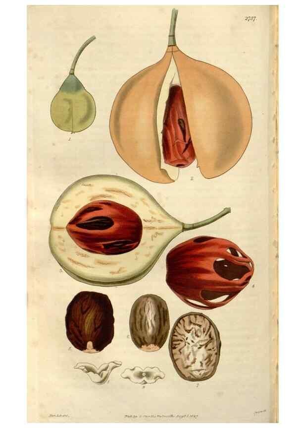 Reproducción/Reproduction 8611153436: Curtis's botanical magazine.. London ;New York [etc.] :Academic Press [etc.]
