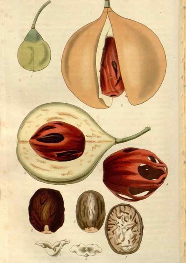 Reproducción/Reproduction 8611153436: Curtis's botanical magazine.. London ;New York [etc.] :Academic Press [etc.]