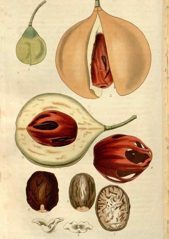 Reproducción/Reproduction 8611153436: Curtis's botanical magazine.. London ;New York [etc.] :Academic Press [etc.]